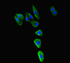 Immunofluorescent analysis of HepG2 cells using CSB-PA853268LA01HU at dilution of 1:100 and Alexa Fluor 488-congugated AffiniPure Goat Anti-Rabbit IgG (H+L)