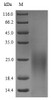 The reducing (R) protein migrates as 25 kDa in SDS-PAGE may be due to glycosylation.