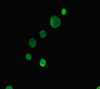 Immunofluorescent analysis of MCF-7 cells using CSB-PA875651LA01HU at dilution of 1:100 and Alexa Fluor 488-congugated AffiniPure Goat Anti-Rabbit IgG (H+L)