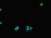 Immunofluorescent analysis of HepG2 cells using CSB-PA882187HA01HU at dilution of 1:100 and Alexa Fluor 488-congugated AffiniPure Goat Anti-Rabbit IgG (H+L)