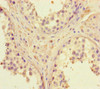 Immunohistochemistry of paraffin-embedded human testis tissue using CSB-PA883358HA01HU at dilution of 1:100