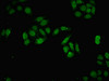 Immunofluorescent analysis of HepG2 cells using CSB-PA883358HA01HU at dilution of 1:100 and Alexa Fluor 488-congugated AffiniPure Goat Anti-Rabbit IgG (H+L)