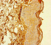 Immunohistochemistry of paraffin-embedded human skin tissue using CSB-PA883613HA01HU at dilution of 1:100