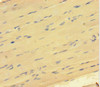 Immunohistochemistry of paraffin-embedded human skeletal muscle tissue using CSB-PA883616HA01HU at dilution of 1:100