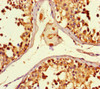 Immunohistochemistry of paraffin-embedded human testis tissue using CSB-PA885705LA01HU at dilution of 1:100