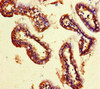 Immunohistochemistry of paraffin-embedded human small intestine tissue using CSB-PA885705LA01HU at dilution of 1:100