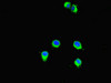 Immunofluorescent analysis of Hela cells using CSB-PA885705LA01HU at dilution of 1:100 and Alexa Fluor 488-congugated AffiniPure Goat Anti-Rabbit IgG (H+L)