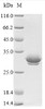 (Tris-Glycine gel) Discontinuous SDS-PAGE (reduced) with 5% enrichment gel and 15% separation gel.