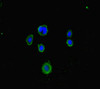 Immunofluorescent analysis of MCF-7 cells using CSB-PA897471LA01HU at dilution of 1:100 and Alexa Fluor 488-congugated AffiniPure Goat Anti-Rabbit IgG (H+L)