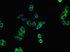 Immunofluorescent analysis of HepG2 cells using CSB-PA001275LA01HU at dilution of 1:100 and Alexa Fluor 488-congugated AffiniPure Goat Anti-Rabbit IgG (H+L)