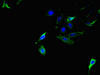Immunofluorescent analysis of Hela cells using CSB-PA001652LA01HU at dilution of 1:100 and Alexa Fluor 488-congugated AffiniPure Goat Anti-Rabbit IgG (H+L)