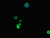Immunofluorescent analysis of Hela cells using CSB-PA001825LA01HU at dilution of 1:100 and Alexa Fluor 488-congugated AffiniPure Goat Anti-Rabbit IgG (H+L)