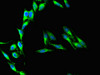 Immunofluorescent analysis of Hela cells using CSB-PA004928LA01HU at dilution of 1:100 and Alexa Fluor 488-congugated AffiniPure Goat Anti-Rabbit IgG (H+L)