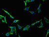 Immunofluorescent analysis of Hela cells using CSB-PA004995LA01HU at dilution of 1:100 and Alexa Fluor 488-congugated AffiniPure Goat Anti-Rabbit IgG (H+L)