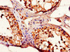 Immunohistochemistry of paraffin-embedded human testis tissue using CSB-PA007450LA01HU at dilution of 1:100