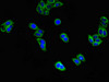 Immunofluorescent analysis of HepG2 cells using CSB-PA007556LA01HU at dilution of 1:100 and Alexa Fluor 488-congugated AffiniPure Goat Anti-Rabbit IgG (H+L)