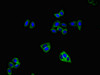 Immunofluorescent analysis of HepG2 cells using CSB-PA009901LA01HU at dilution of 1:100 and Alexa Fluor 488-congugated AffiniPure Goat Anti-Rabbit IgG (H+L) Immunofluorescent analysis of HepG2 cells using CSB-PA009901LA01HU at dilution of 1:100 and Alexa Fluor 488-congugated AffiniPure Goat Anti-Rabbit IgG (H+L)