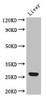 Western Blot<br />
 Positive WB detected in: Mouse liver tissue<br />
 All lanes: Gsta1 antibody at 2.7µg/ml<br />
 Secondary<br />
 Goat polyclonal to rabbit IgG at 1/50000 dilution<br />
 Predicted band size: 26 kDa<br />
 Observed band size: 26 kDa<br />