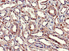 Immunohistochemistry of paraffin-embedded human kidney tissue using CSB-PA009970HA01HU at dilution of 1:100