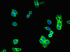 Immunofluorescent analysis of HepG2 cells using CSB-PA010053LA01HU at dilution of 1:100 and Alexa Fluor 488-congugated AffiniPure Goat Anti-Rabbit IgG (H+L)