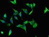 Immunofluorescent analysis of Hela cells using CSB-PA010166LA01HU at dilution of 1:100 and Alexa Fluor 488-congugated AffiniPure Goat Anti-Rabbit IgG (H+L)