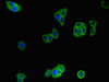 Immunofluorescent analysis of HepG2 cells using CSB-PA010988LA01HU at dilution of 1:100 and Alexa Fluor 488-congugated AffiniPure Goat Anti-Rabbit IgG (H+L)