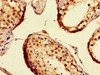 Immunohistochemistry of paraffin-embedded human testis tissue using CSB-PA013427LA01HU at dilution of 1:100 Immunohistochemistry of paraffin-embedded human testis tissue using CSB-PA013427LA01HU at dilution of 1:100