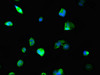Immunofluorescent analysis of MCF-7 cells using CSB-PA015544LA01HU at dilution of 1:100 and Alexa Fluor 488-congugated AffiniPure Goat Anti-Rabbit IgG (H+L)