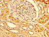 Immunohistochemistry of paraffin-embedded human kidney tissue using CSB-PA018656LA01HU at dilution of 1:100