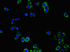 Immunofluorescent analysis of HepG2 cells using CSB-PA018656LA01HU at dilution of 1:100 and Alexa Fluor 488-congugated AffiniPure Goat Anti-Rabbit IgG (H+L)