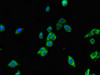 Immunofluorescent analysis of HepG2 cells using CSB-PA019219LA01HU at dilution of 1:100 and Alexa Fluor 488-congugated AffiniPure Goat Anti-Rabbit IgG (H+L) Immunofluorescent analysis of HepG2 cells using CSB-PA019219LA01HU at dilution of 1:100 and Alexa Fluor 488-congugated AffiniPure Goat Anti-Rabbit IgG (H+L)