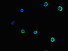 Immunofluorescent analysis of MCF-7 cells using CSB-PA021610LA01HU at dilution of 1:100 and Alexa Fluor 488-congugated AffiniPure Goat Anti-Rabbit IgG (H+L)