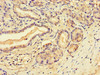 Immunohistochemistry of paraffin-embedded human pancreatic tissue using CSB-PA021760LA01HU at dilution of 1:100