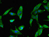 Immunofluorescent analysis of Hela cells using CSB-PA021760LA01HU at dilution of 1:100 and Alexa Fluor 488-congugated AffiniPure Goat Anti-Rabbit IgG (H+L)