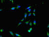 Immunofluorescent analysis of Hela cells using CSB-PA021854LA01HU at dilution of 1:100 and Alexa Fluor 488-congugated AffiniPure Goat Anti-Rabbit IgG (H+L)