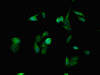 Immunofluorescent analysis of Hela cells using CSB-PA022575LA01HU at dilution of 1:100 and Alexa Fluor 488-congugated AffiniPure Goat Anti-Rabbit IgG (H+L)