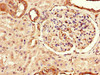 Immunohistochemistry of paraffin-embedded human kidney tissue using CSB-PA023602LA01HU at dilution of 1:100