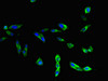 Immunofluorescent analysis of Hela cells using CSB-PA023602LA01HU at dilution of 1:100 and Alexa Fluor 488-congugated AffiniPure Goat Anti-Rabbit IgG (H+L)