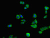 Immunofluorescent analysis of HepG2 cells using CSB-PA024067LA01HU at dilution of 1:100 and Alexa Fluor 488-congugated AffiniPure Goat Anti-Rabbit IgG (H+L)