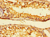 Immunohistochemistry of paraffin-embedded human testis tissue using CSB-PA025420LA01HU at dilution of 1:100