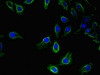 Immunofluorescent analysis of Hela cells using CSB-PA025420LA01HU at dilution of 1:100 and Alexa Fluor 488-congugated AffiniPure Goat Anti-Rabbit IgG (H+L)