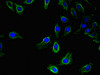 Immunofluorescent analysis of Hela cells using CSB-PA025420LA01HU at dilution of 1:100 and Alexa Fluor 488-congugated AffiniPure Goat Anti-Rabbit IgG (H+L) Immunofluorescent analysis of Hela cells using CSB-PA025420LA01HU at dilution of 1:100 and Alexa Fluor 488-congugated AffiniPure Goat Anti-Rabbit IgG (H+L)
