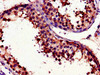 Immunohistochemistry of paraffin-embedded human testis tissue using CSB-PA025641LA01HU at dilution of 1:100