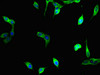 Immunofluorescent analysis of Hela cells using CSB-PA025641LA01HU at dilution of 1:100 and Alexa Fluor 488-congugated AffiniPure Goat Anti-Rabbit IgG (H+L)