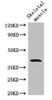 Western Blot<br />
 Positive WB detected in: Mouse skeletal muscle tissue<br />
 All lanes: WISP1 antibody at 2.8µg/ml<br />
 Secondary<br />
 Goat polyclonal to rabbit IgG at 1/50000 dilution<br />
 Predicted band size: 41, 31, 14, 17, 22 kDa<br />
 Observed band size: 41 kDa<br />