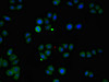 Immunofluorescent analysis of PC-3 cells using CSB-PA026504LA01HU at dilution of 1:100 and Alexa Fluor 488-congugated AffiniPure Goat Anti-Rabbit IgG (H+L)