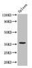 Western Blot<br />
 Positive WB detected in: Mouse spleen tissue<br />
 All lanes: FCGR2A antibody at 3.4µg/ml<br />
 Secondary<br />
 Goat polyclonal to rabbit IgG at 1/50000 dilution<br />
 Predicted band size: 36, 35 kDa<br />
 Observed band size: 36 kDa<br />