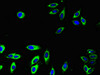Immunofluorescent analysis of Hela cells using CSB-PA04459A0Rb at dilution of 1:100 and Alexa Fluor 488-congugated AffiniPure Goat Anti-Rabbit IgG (H+L)