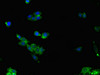 Immunofluorescent analysis of HepG2 cells using CSB-PA05659A0Rb at dilution of 1:100 and Alexa Fluor 488-congugated AffiniPure Goat Anti-Rabbit IgG (H+L)