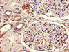 Immunohistochemistry of paraffin-embedded human kidney tissue using CSB-PA07269A0Rb at dilution of 1:100
